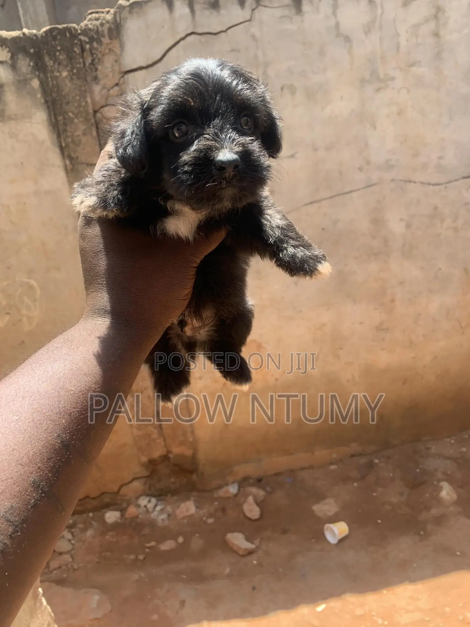 0-1 month Female Purebred Poodle