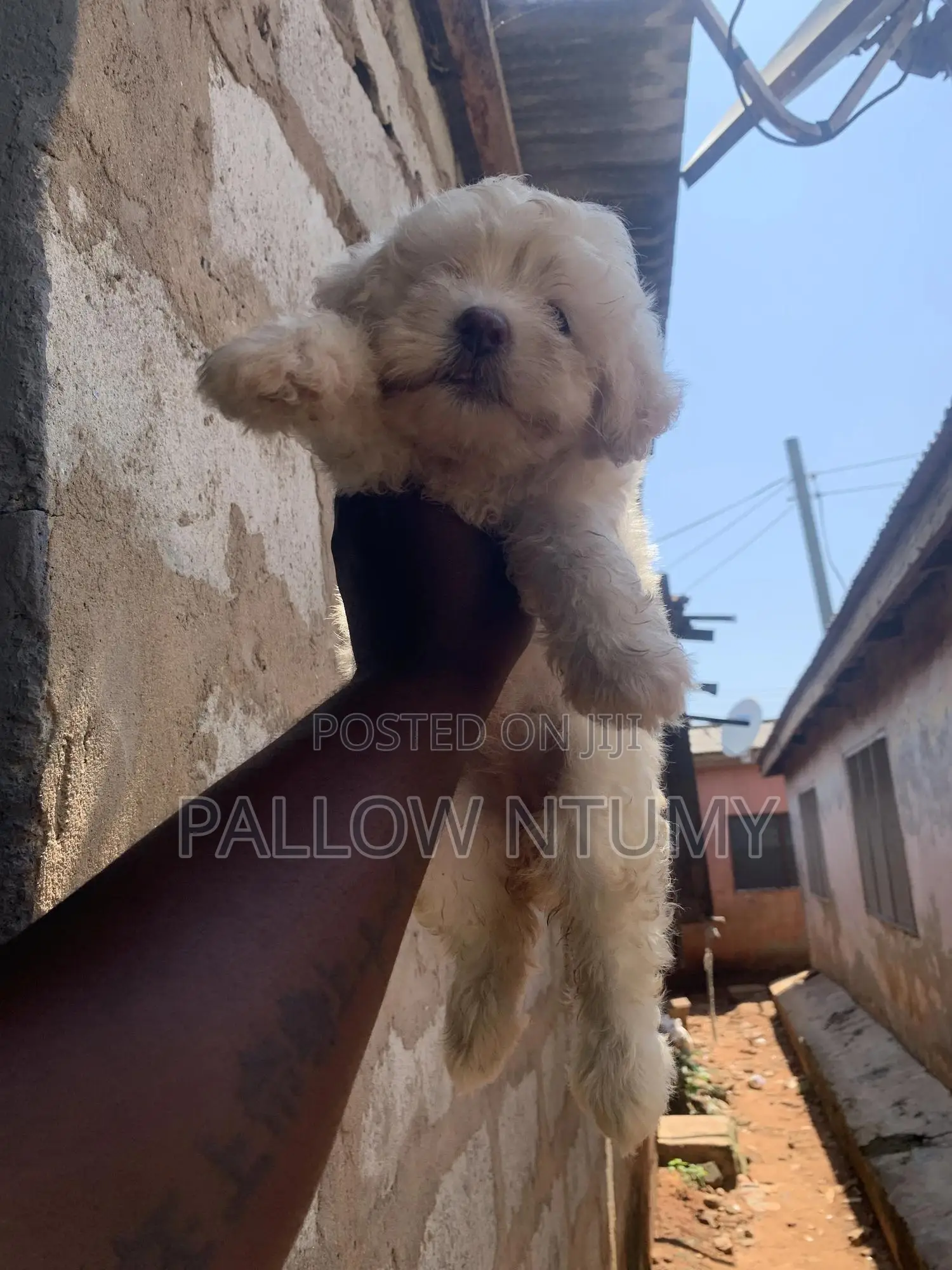 0-1 month Female Purebred Poodle