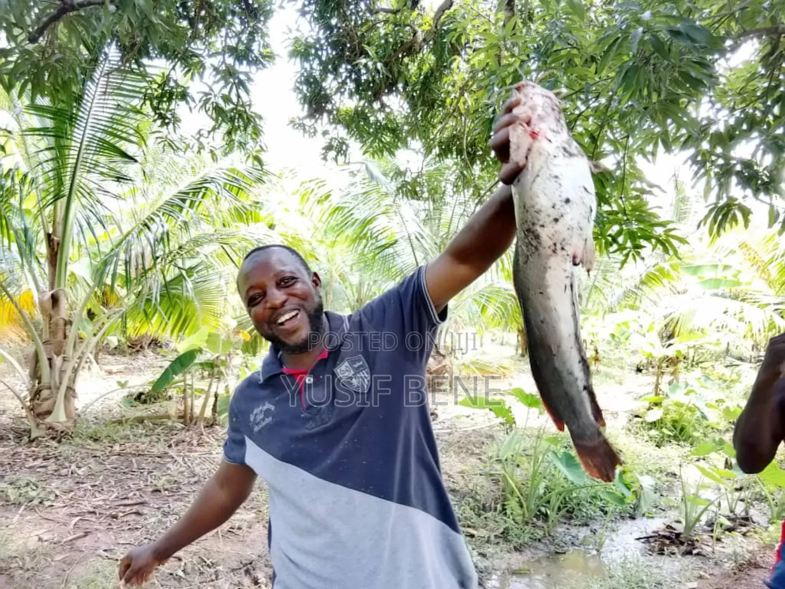 Fresh Catfish