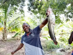 Fresh Catfish