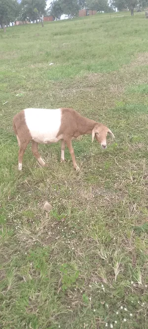 The Sheep Is Very Nice