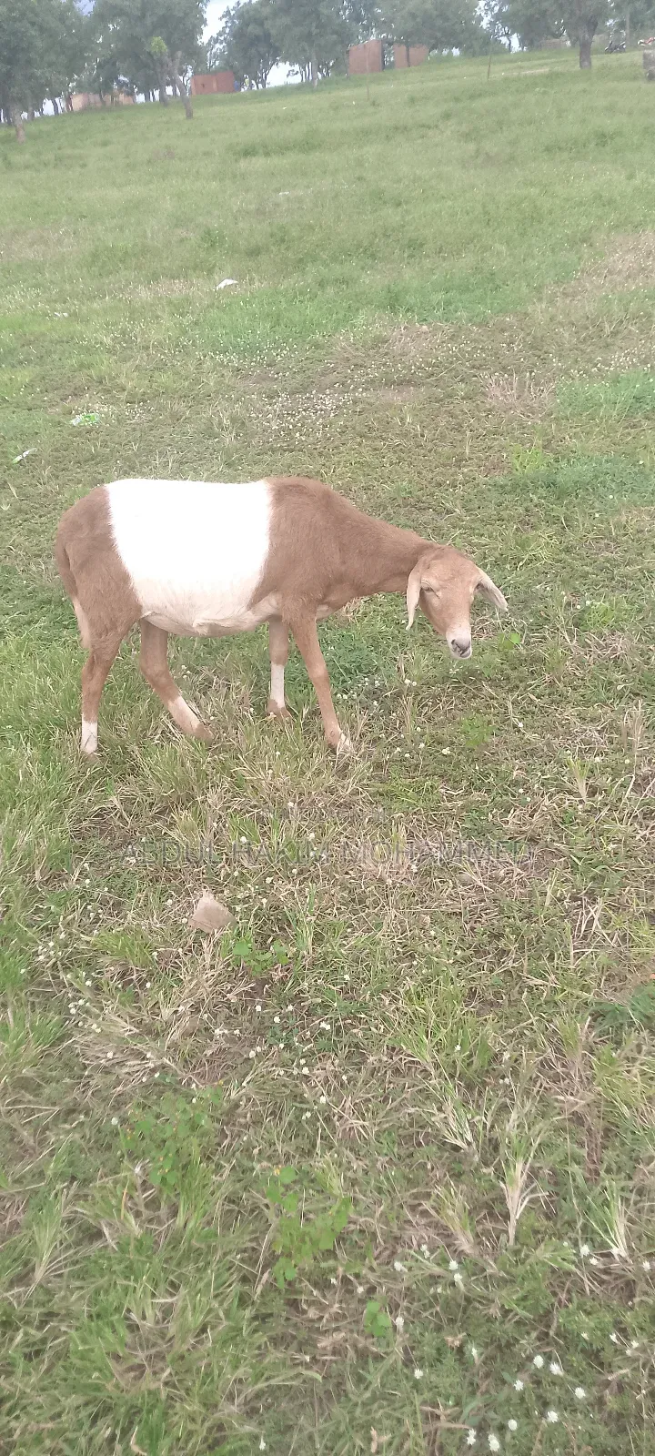 The Sheep Is Very Nice