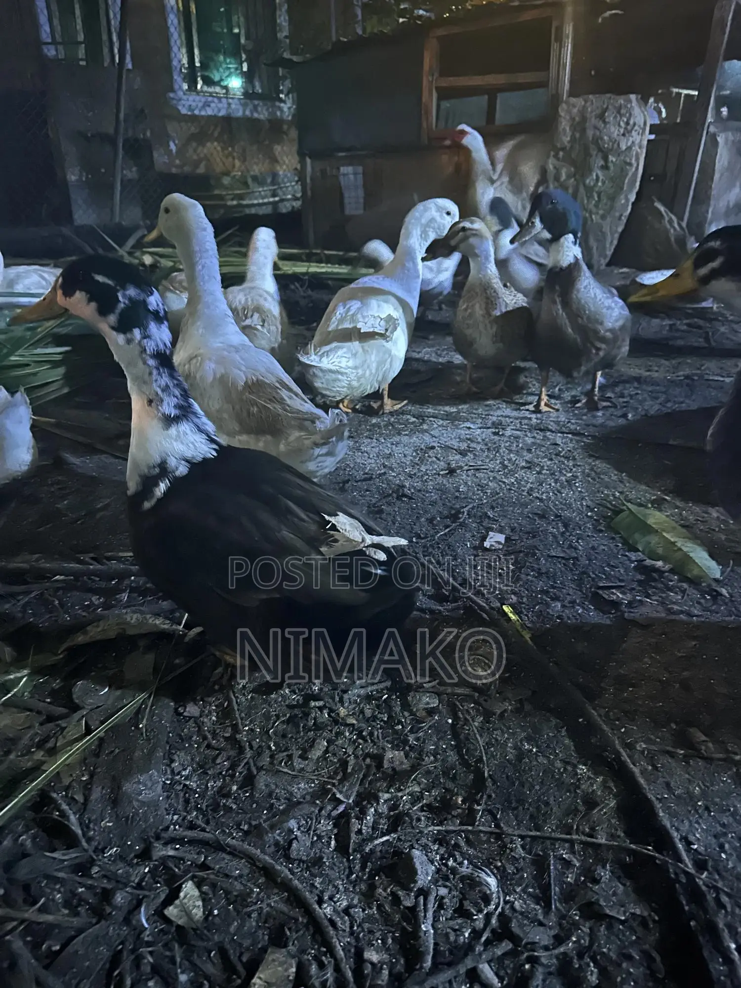 Mature Ducks for Sale.