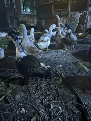 Mature Ducks for Sale.