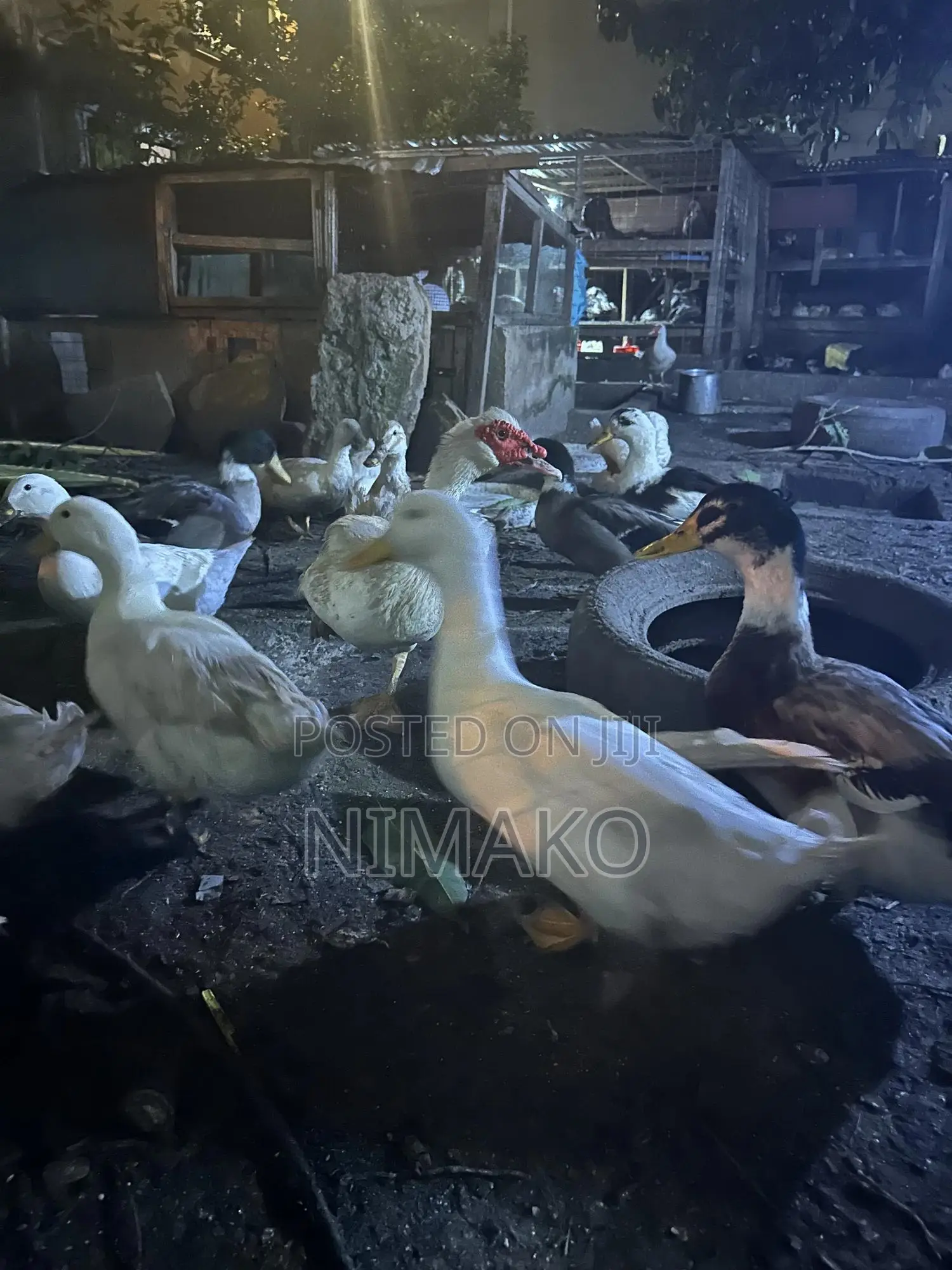 Mature Ducks for Sale.