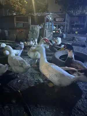 Mature Ducks for Sale.