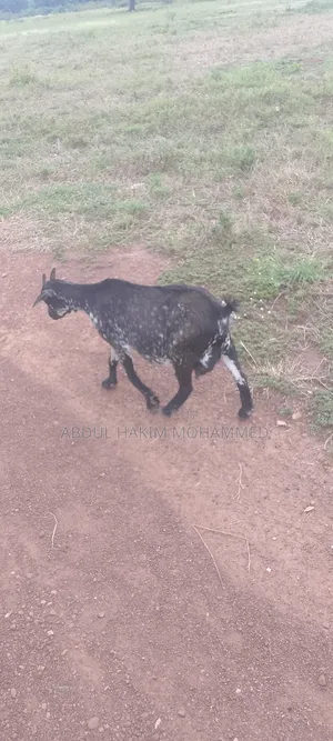 Nice Female Goat Seller