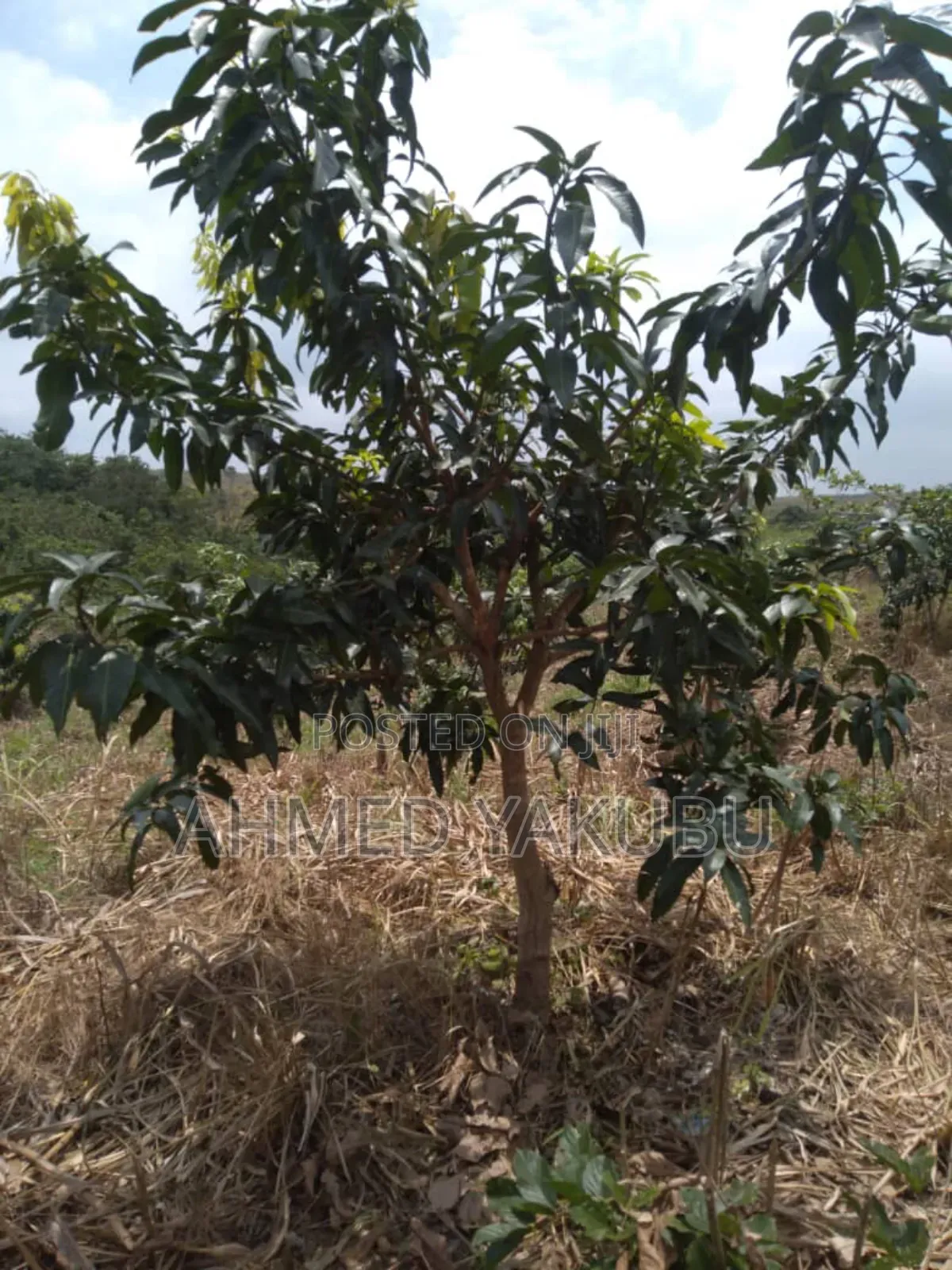 Mango and Cashew Farm Land for Sale