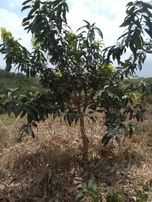 Mango and Cashew Farm Land for Sale