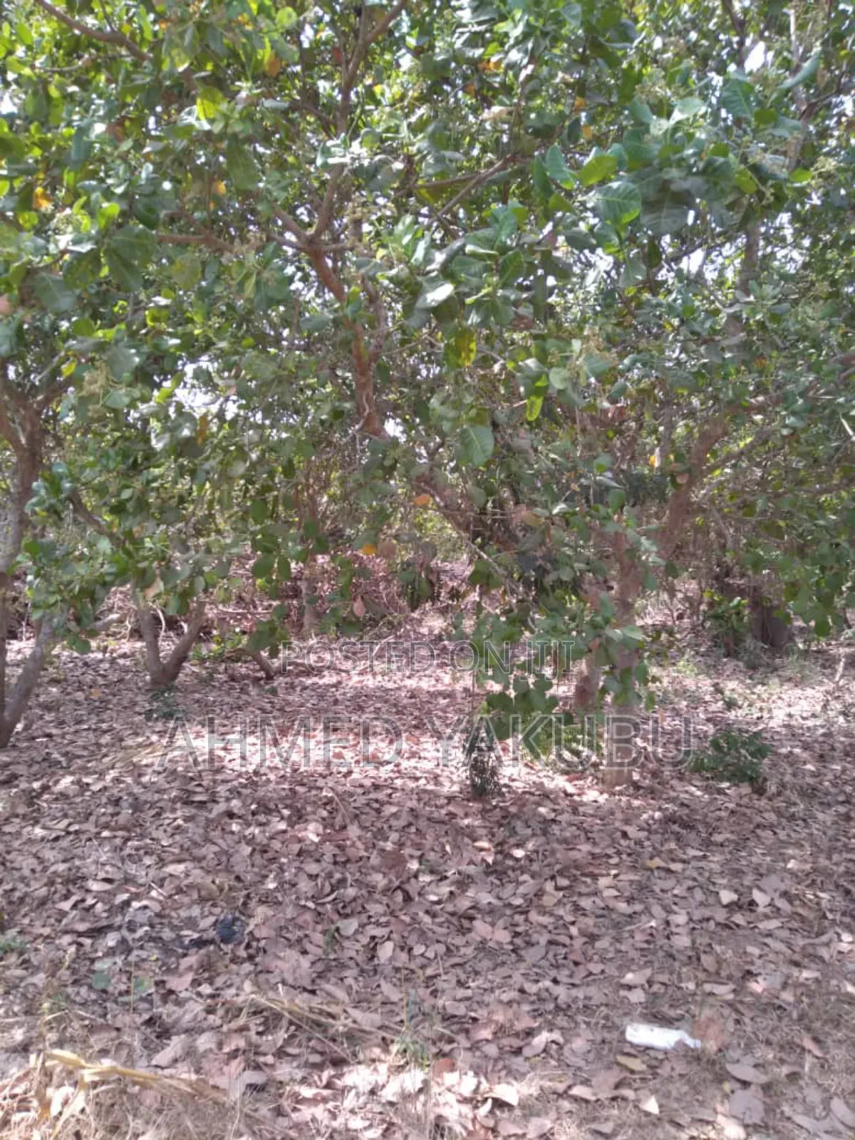 Mango and Cashew Farm Land for Sale