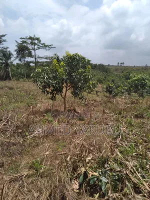 Mango and Cashew Farm Land for Sale