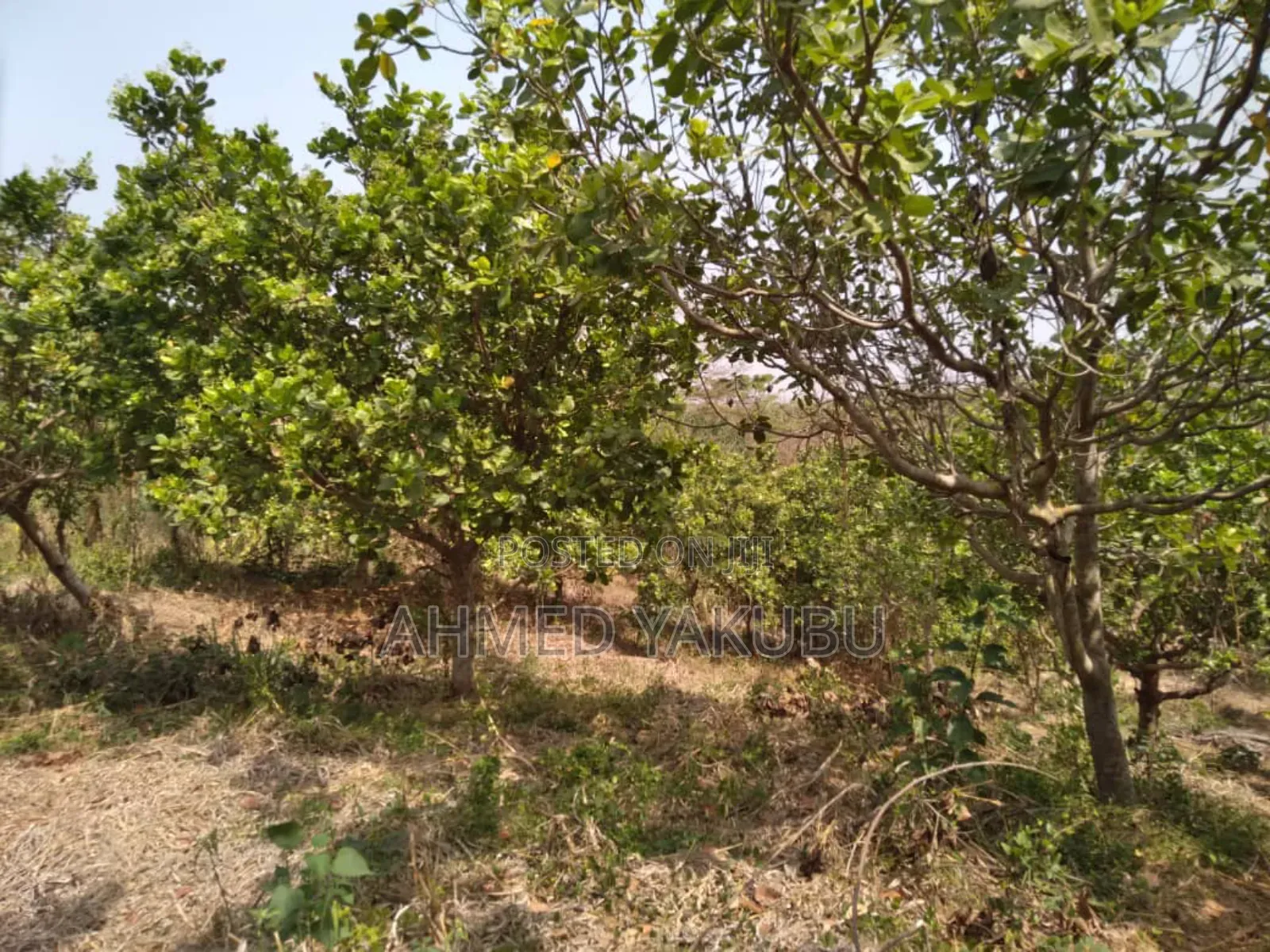 Mango and Cashew Farm Land for Sale