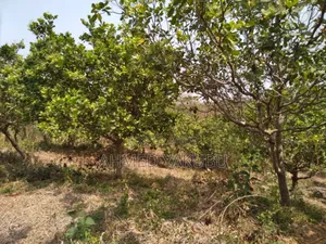 Mango and Cashew Farm Land for Sale