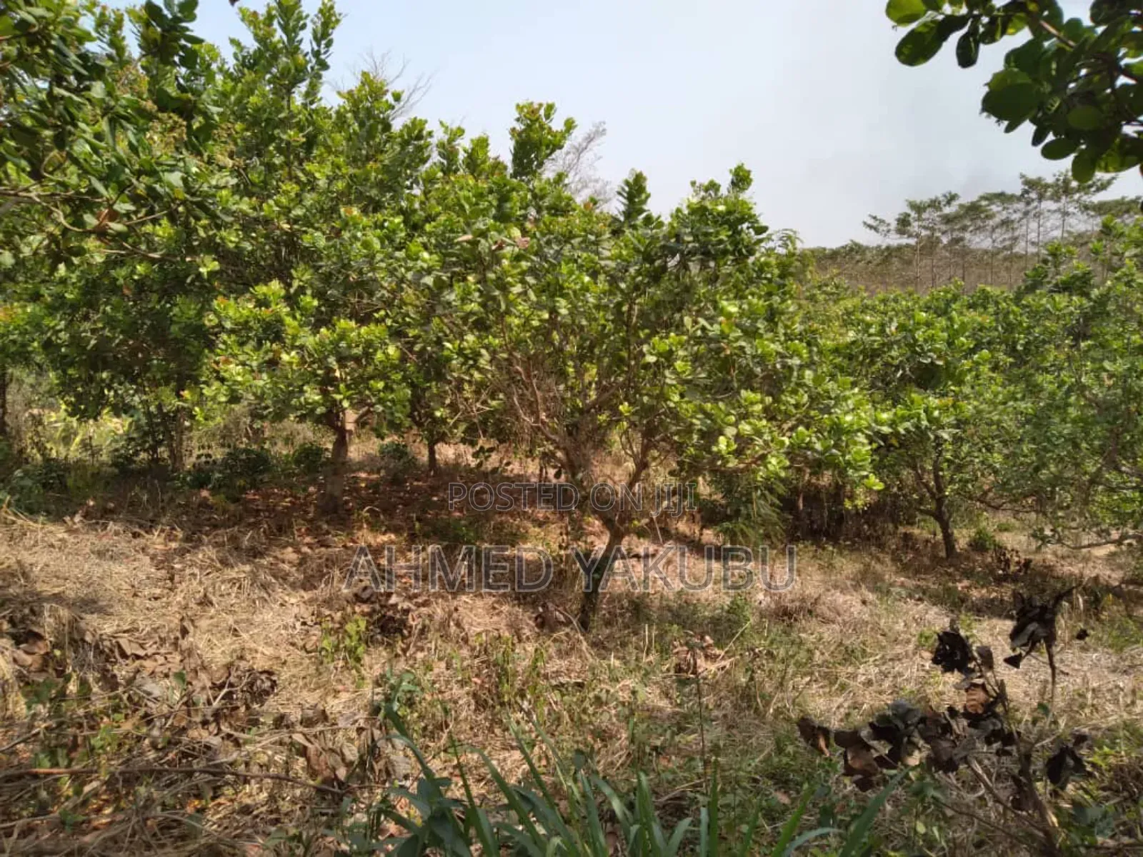 Mango and Cashew Farm Land for Sale