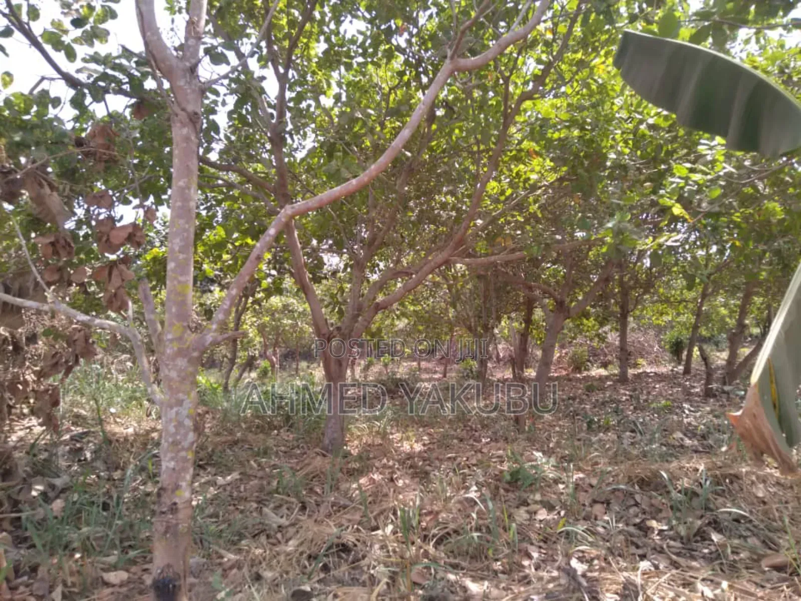 Mango and Cashew Farm Land for Sale