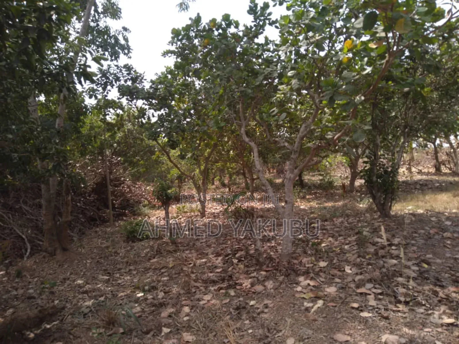 Mango and Cashew Farm Land for Sale