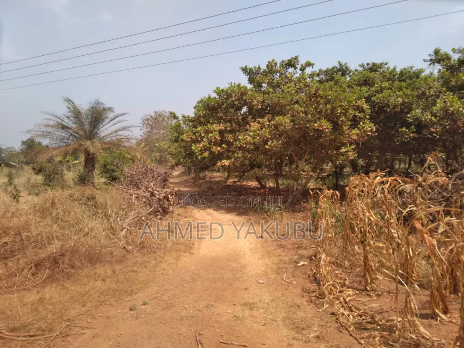 Mango and Cashew Farm Land for Sale