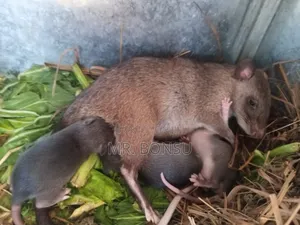 African Giant Pouched Rat (Kusie) Read Description