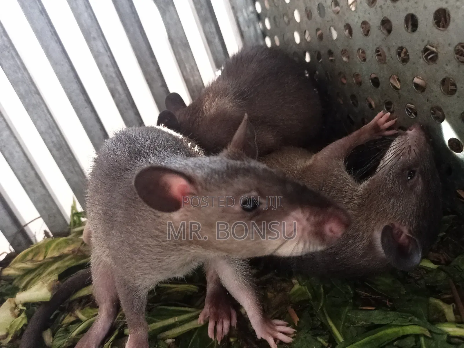 African Giant Pouched Rat (Kusie) for Breeding Read Description