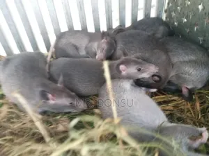 African Giant Pouched Rat (Kusie) for Breeding Read Description