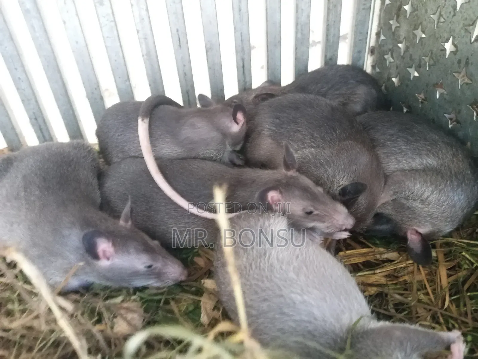 African Giant Pouched Rat (Kusie) for Breeding Read Description