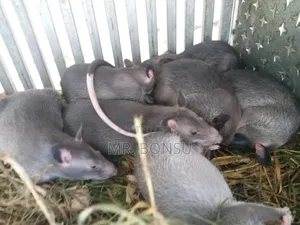 African Giant Pouched Rat (Kusie) for Breeding Read Description