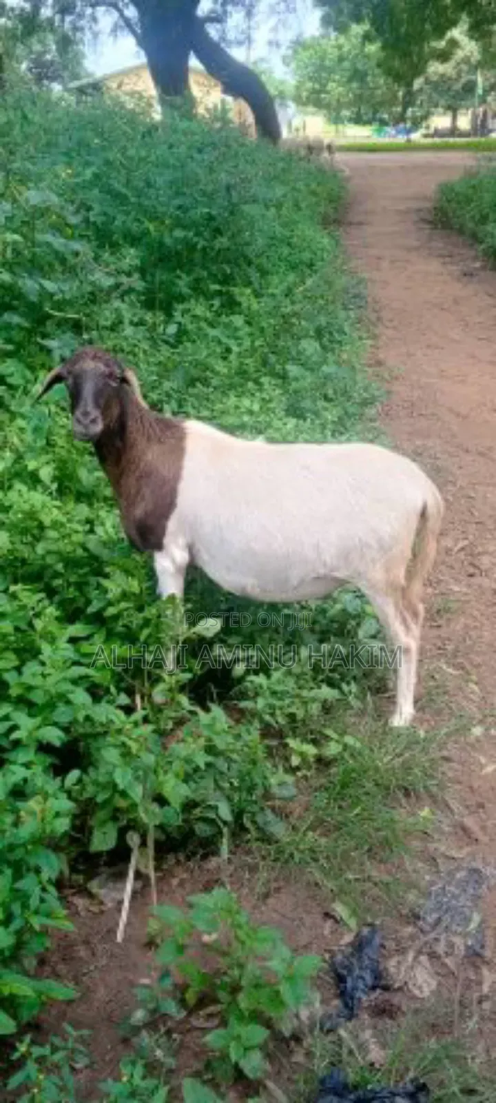 Healthy Sheep