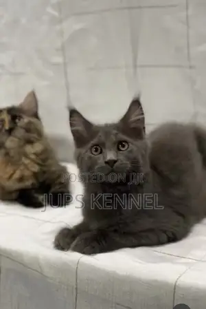 3-6 months Female Purebred Maine Coon