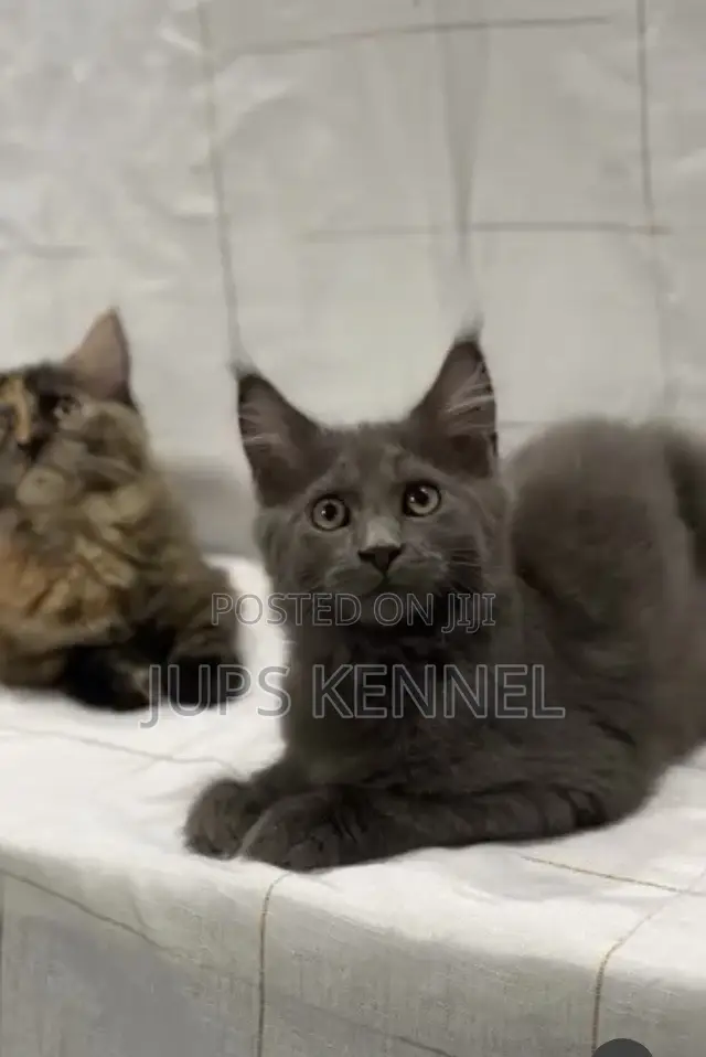 3-6 months Female Purebred Maine Coon