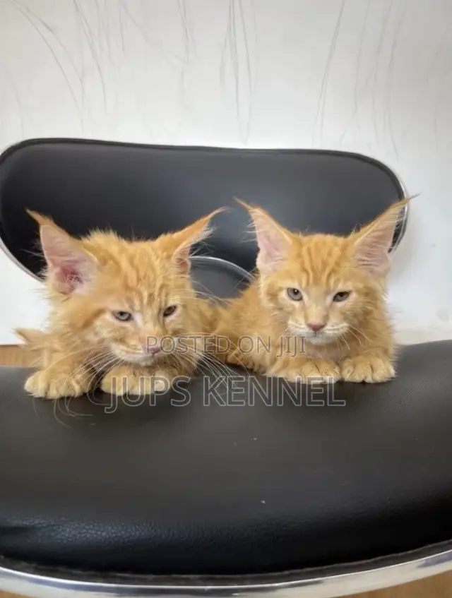 1-3 months Female Purebred Maine Coon