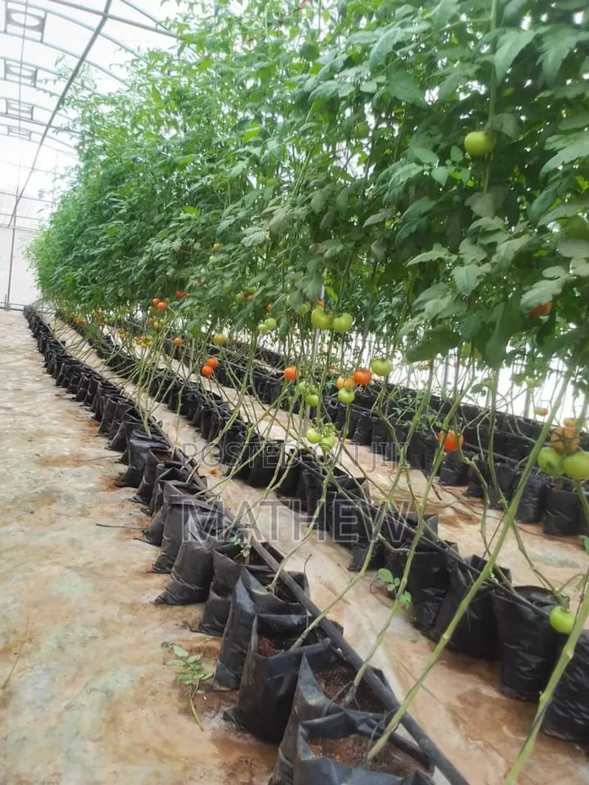 Greenhouse Construction And Installation