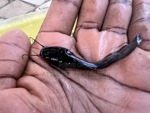 Super Fast Growing Catfish Juveniles / Fingerlings