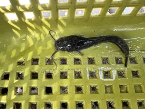 Super Fast Growing Catfish Juveniles / Fingerlings