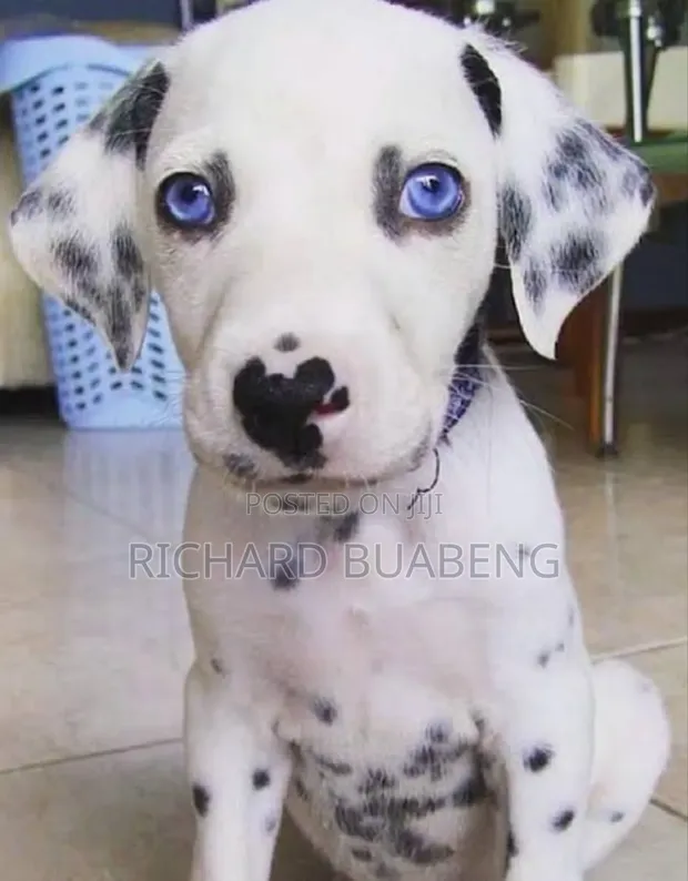 3-6 months Male Purebred Dalmatian in Pokuase Dogs Puppies