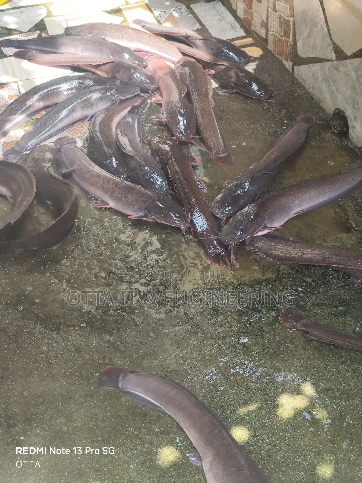 Fresh Catfish