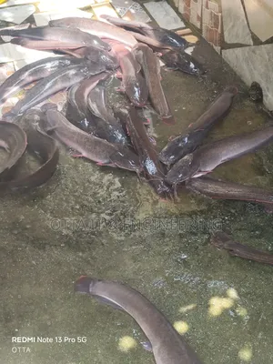 Fresh Catfish