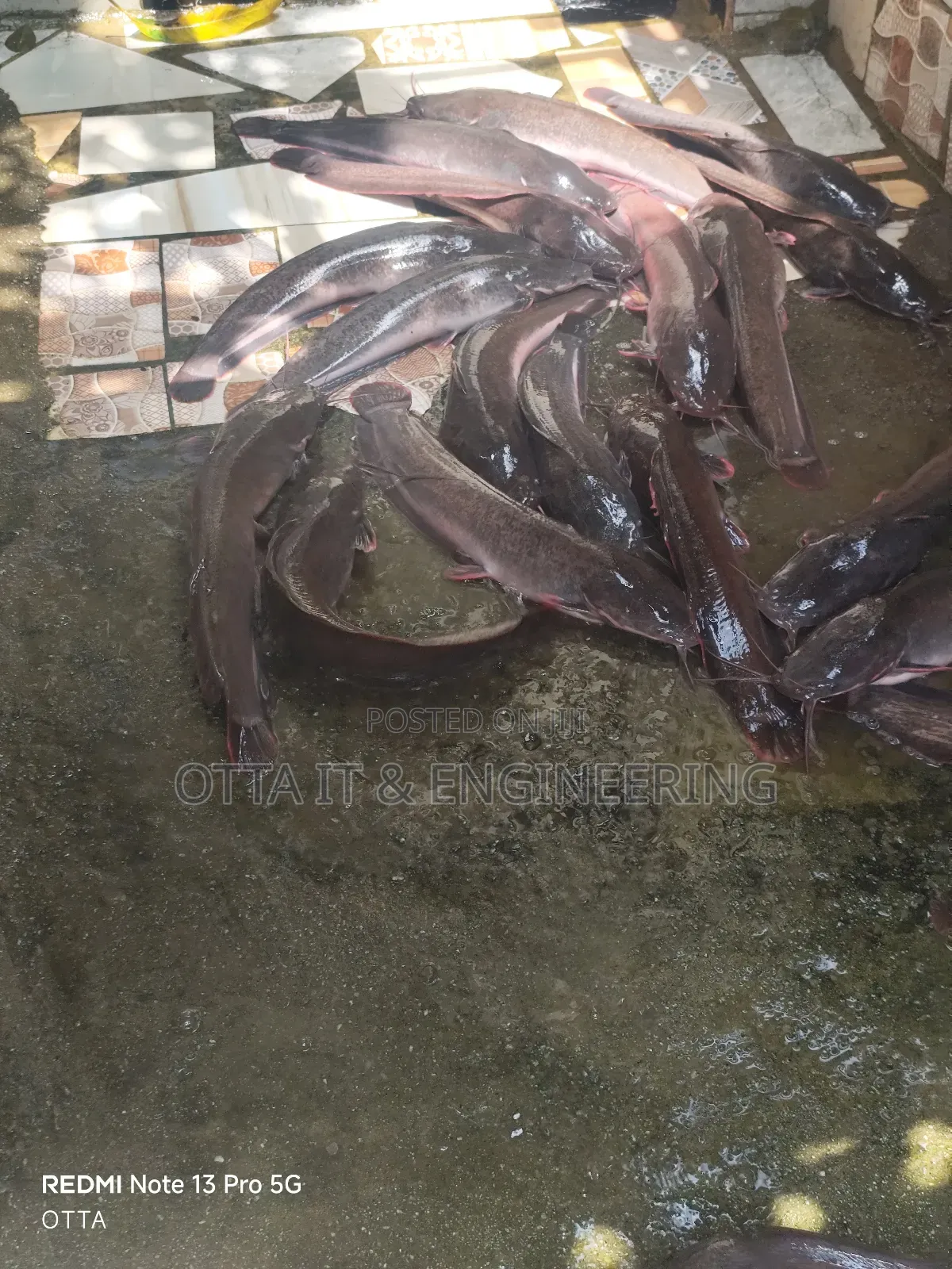 Fresh Catfish