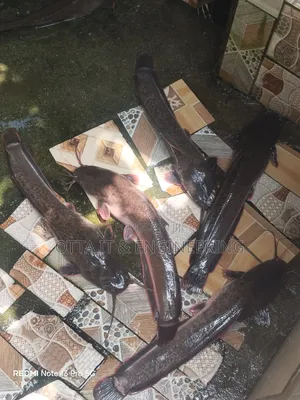 Fresh Catfish