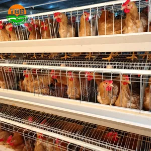 Hen ,Chick ,Cock Cage