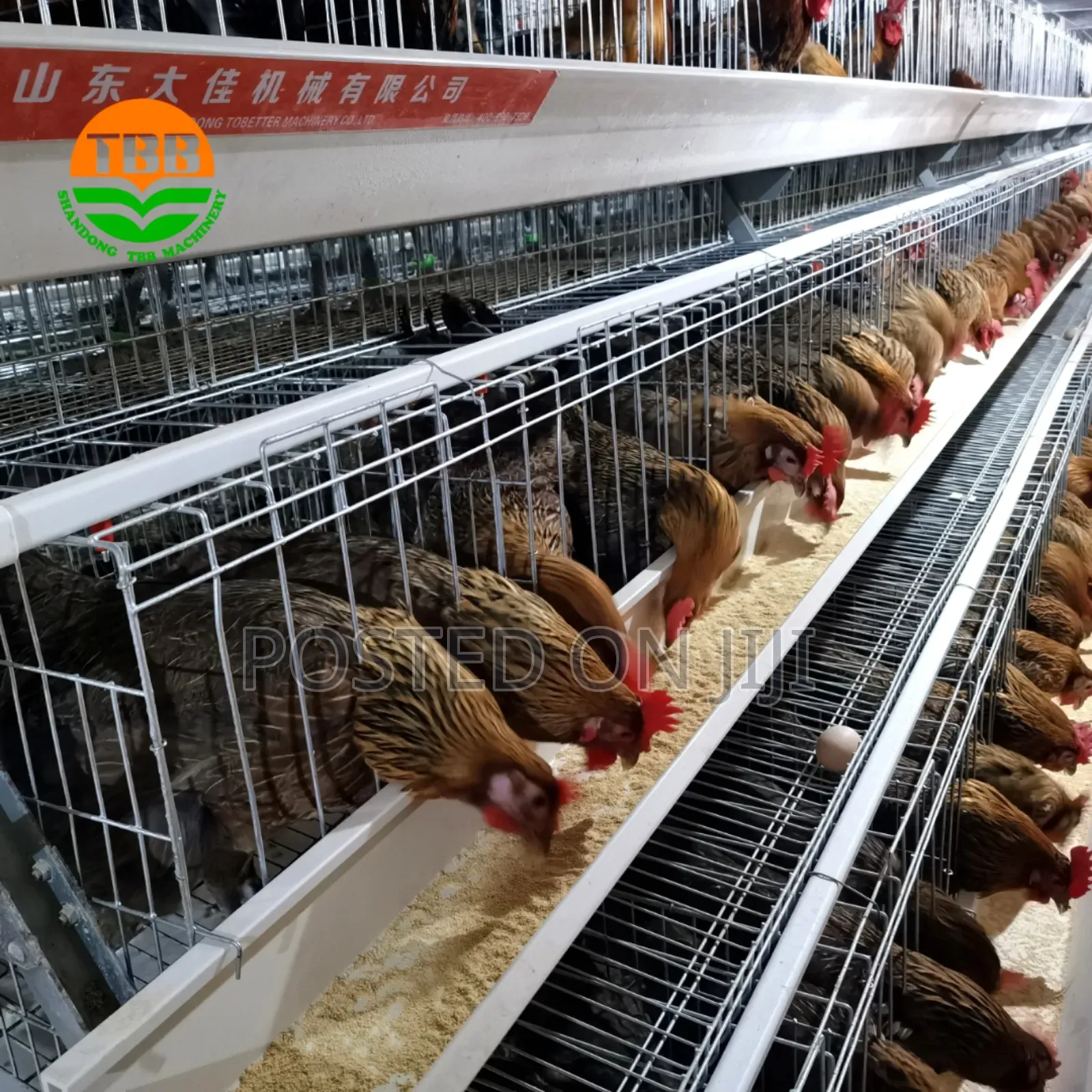 Hen ,Chick ,Cock Cage