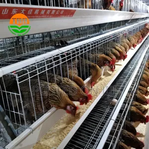 Hen ,Chick ,Cock Cage