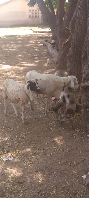 Sheep for Sale Cool Price