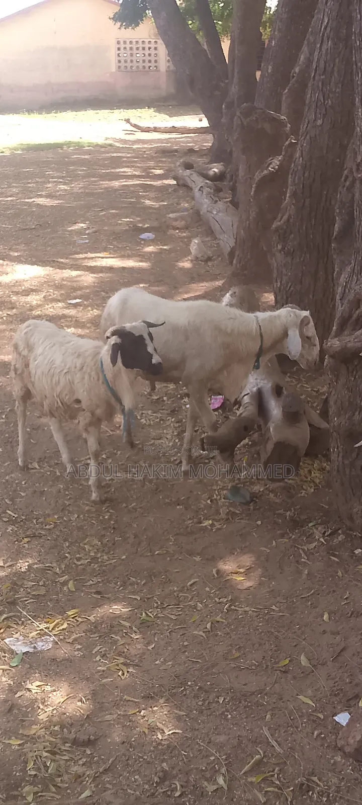 Sheep for Sale Cool Price