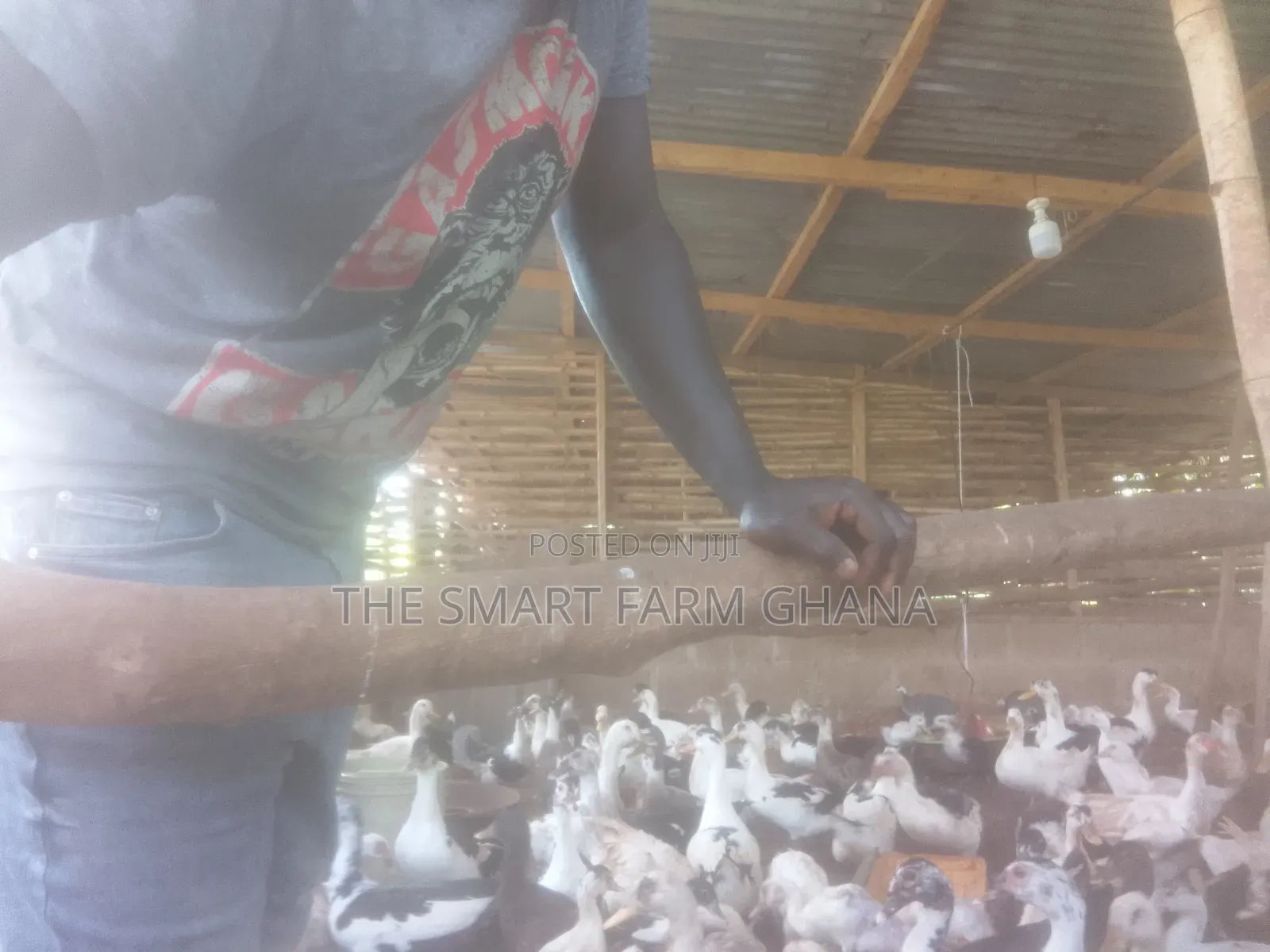 Foreign Mature Ducks