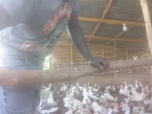 Foreign Mature Ducks