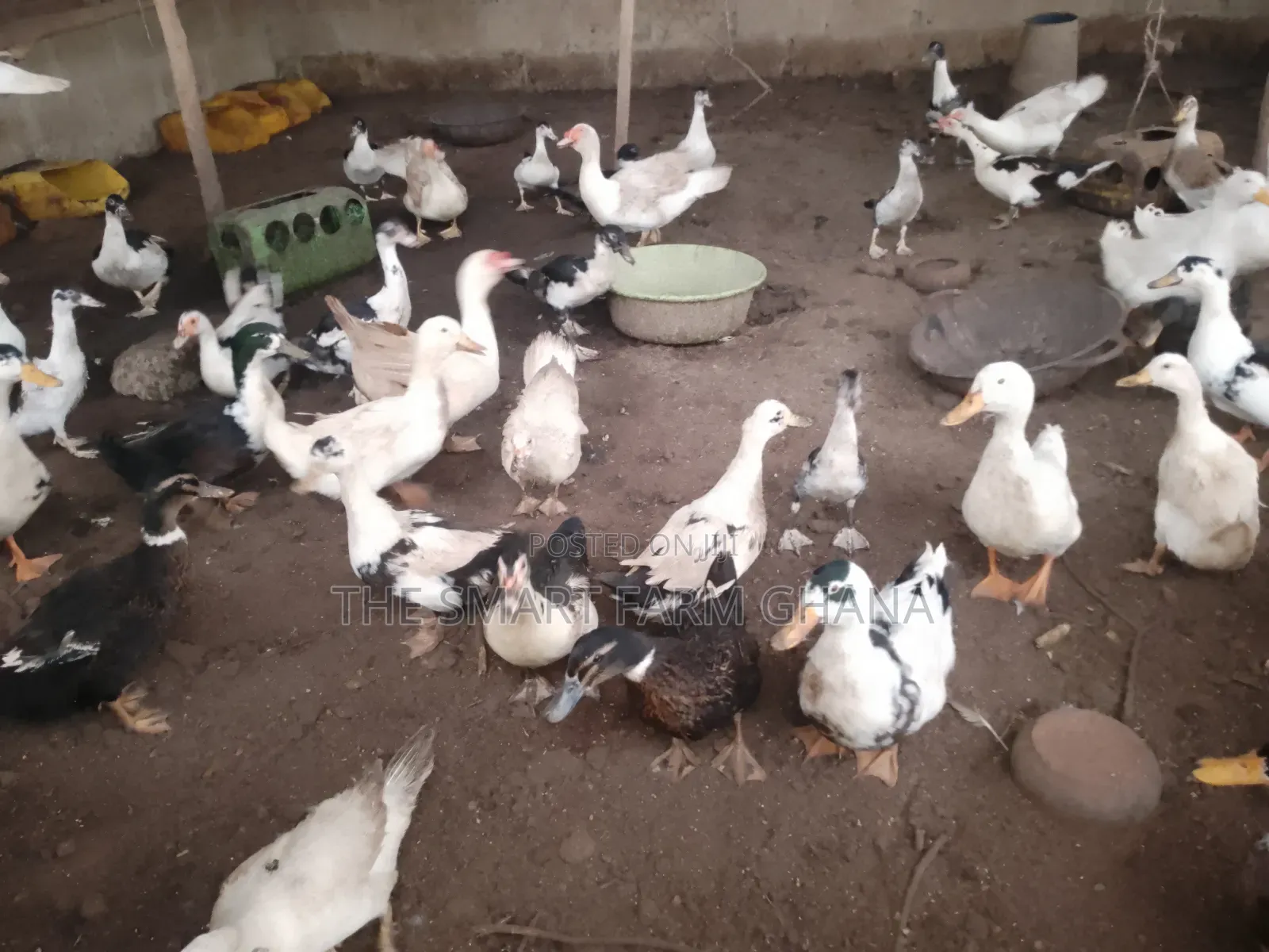Foreign Mature Ducks