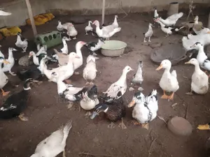 Foreign Mature Ducks