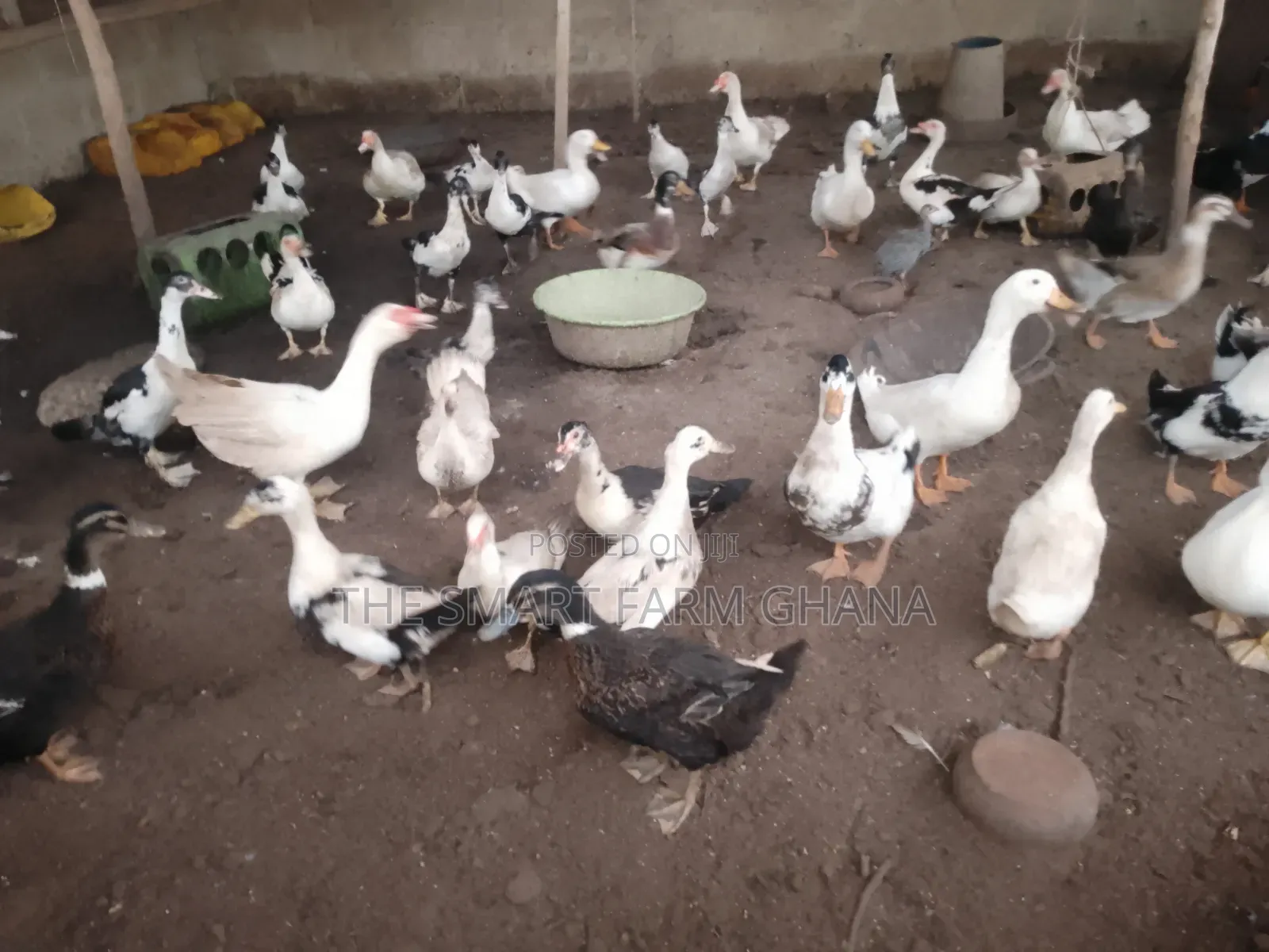 Foreign Mature Ducks