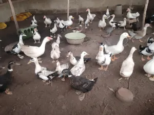 Foreign Mature Ducks