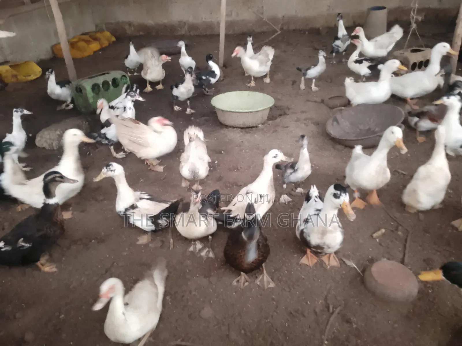 Foreign Mature Ducks